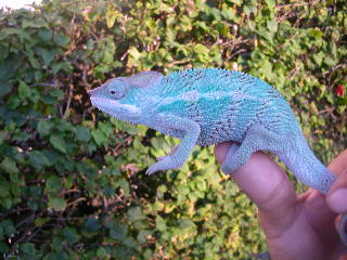 blue nosey be juvie