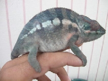 female ambanja blue breeder