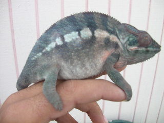 female ambanja blue breeder