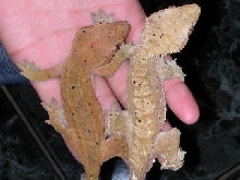 crested gecko pair