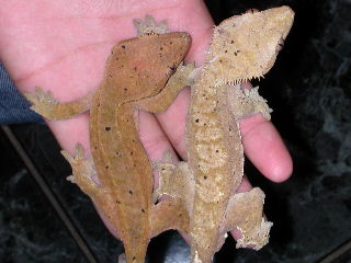 crested gecko pair
