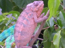 8 month old female blue bar