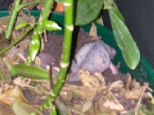 gravid female laying in her tub