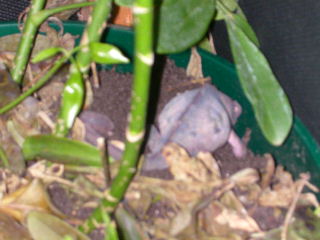 gravid female laying in her tub