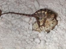 hatchling blue ambanja