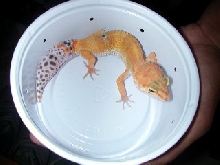 super hypo tangerine female
