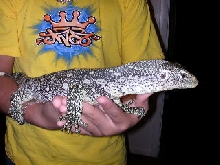 blue tint male nile adult