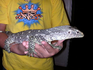 blue tint male nile adult