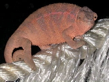 PURPLE AMBANJA FEMALE BREEDER