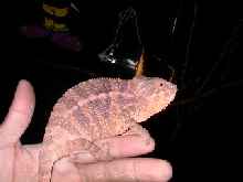 gravid ambilobe f
