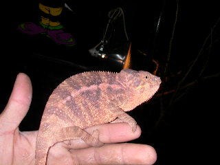 gravid ambilobe f