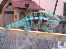 blueXred bar ambanja breeder.