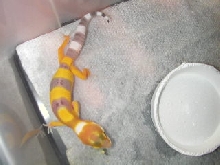 shtct b male baby