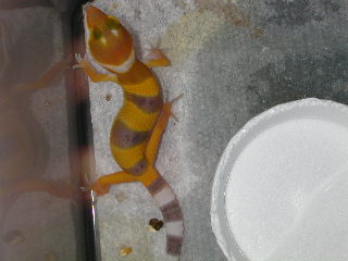 shtctb baby a day old.