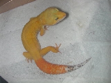 tangaray shtctb male
