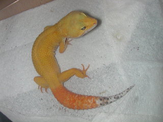 tangaray shtctb male