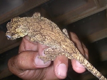 another shot of the male.