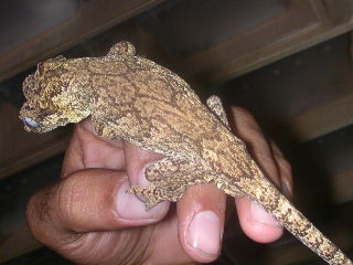 another shot of the male.