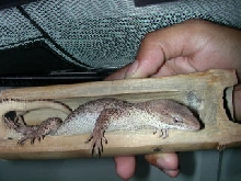 gravid storr's monitors