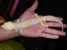 adult tremper giant albino male