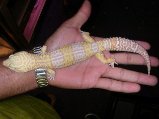adult tremper giant albino male