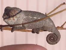 baby panther cham