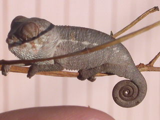 baby panther cham