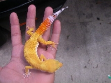this is flash, male shtctb