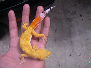 this is flash, male shtctb
