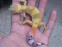 female shtctb juvie