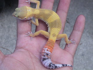 female shtctb juvie