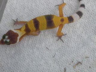 another shtctb baby