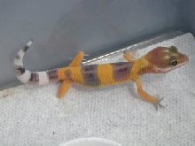 another baby shtctb female