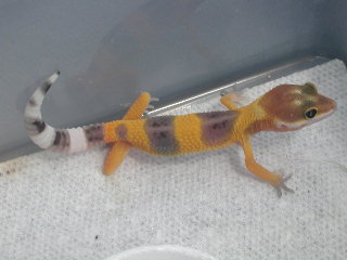another baby shtctb female