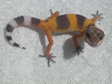 another shtctb baby