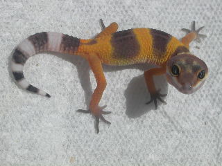 another shtctb baby