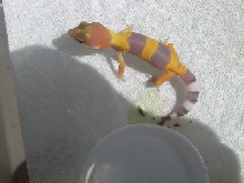 hatchling shtctb female