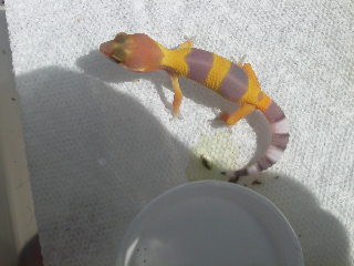 hatchling shtctb female