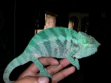 blue bar male ambanja