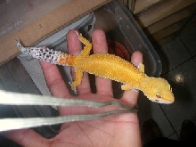 shtb urban gecko f 2
