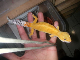 shtb urban gecko f 2