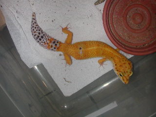 ht 1 bred by me..