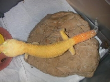 tangaray shtctb male