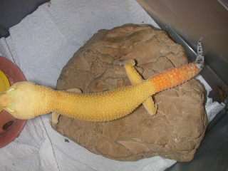 tangaray shtctb male