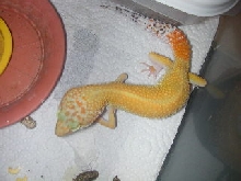 shtct f 1 gourmet rodent.