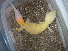 ct patternless f1