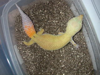 ct patternless f1