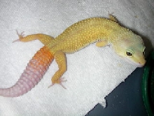 ct patternless male.