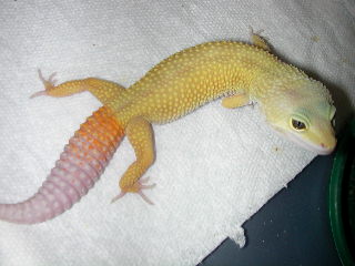 ct patternless male.