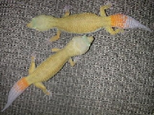 patternless ct pair